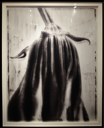 Nature morte (fleur courgette) I